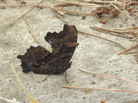 DSCN4239.JPG