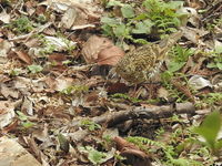 DSCN4252.JPG