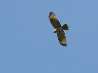DSCN4537.jpg