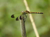 DSCN0695.JPG