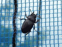 DSCN0713.JPG