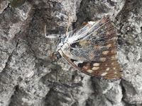 DSCN1051.JPG