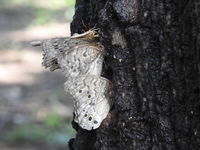 DSCN1113.JPG