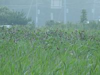 DSCN1662.jpg