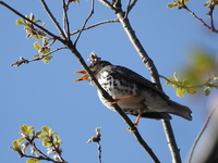 DSCN1775.JPG