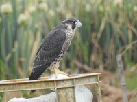 DSCN2172.JPG