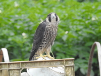 DSCN2186.JPG