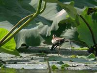 DSCN2339.jpg