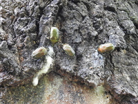 DSCN2442.JPG