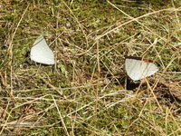 DSCN2528.JPG