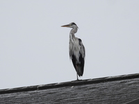 DSCN2552.JPG