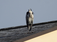 DSCN3287.JPG