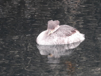 DSCN3572.JPG