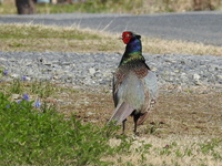 DSCN3740.JPG