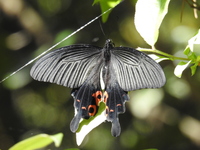 DSCN4101.JPG