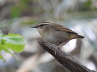DSCN4134.JPG