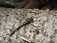 DSCN4211.JPG
