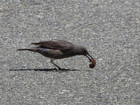 DSCN4247.JPG