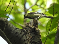DSCN4300.JPG
