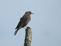DSCN4532.JPG