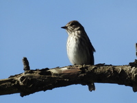 DSCN4694.JPG