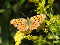 DSCN4909.JPG