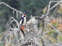 DSCN4947.JPG