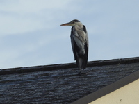 DSCN4990.JPG