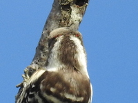 DSCN4997-1.JPG