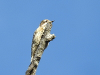DSCN5000.JPG