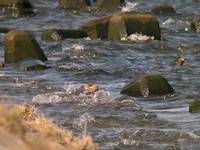 DSCN5274.jpg