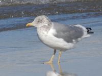 DSCN6487.jpg