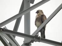 DSCN8647.jpg