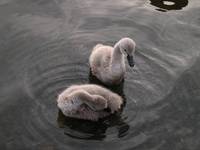 DSCN9266.jpg