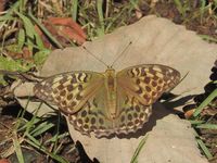 DSCN9876.jpg