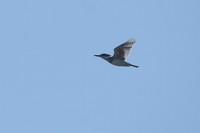 IMG_0389.jpg