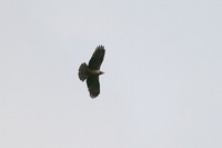 IMG_0866.jpg