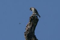 IMG_0934.jpg