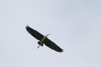 IMG_0937.jpg