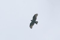 IMG_0974.jpg