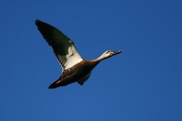 IMG_1008.jpg