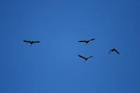 IMG_1030.jpg