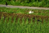 IMG_1037.jpg