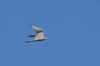 IMG_1853.jpg