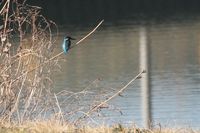 IMG_2494.jpg