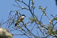 IMG_4347.jpg