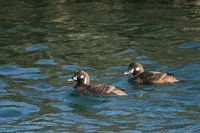 IMG_5970.jpg
