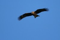 IMG_6077.jpg