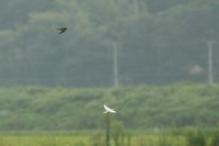IMG_7431.jpg