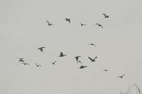 IMG_8426.jpg